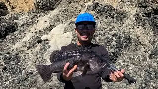 Rockfishing Big Black and Blue rockfish on swimbait from shore!!!