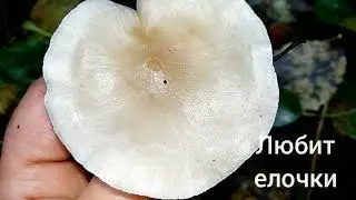 ГОВОРУШКА ДУШИСТАЯ.Clitocybe odora.Описание,лечебные свойства.
