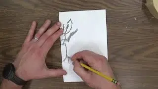Symmetrical Insect