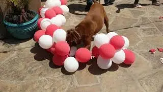 Fastest dog popping balloons