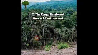 Top 5 largest forests in the world 🎄 #shorts #top5 #largest #forest #world #amazon