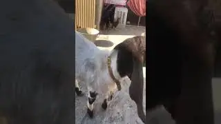 pure kamori goat#kamorigoat #goatfarming #female