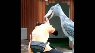 Burung Purba yang masih hidup, Burung Shoebill (Burung Paruh Sepatu)