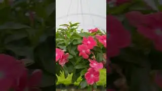 🌺Hanging flowering plants in a large nursery
