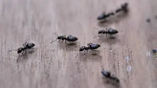 Free 4K Ultra HD Video Templates: Ants