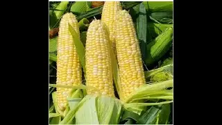 Fresh corn sheller / the sweetcorn thresher machine / Trebbiatrice per mais fresco