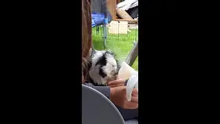 Meerschweinchen inhaliert mit Paryboy!
