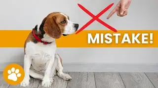 13 Common Mistakes When Scolding Dogs