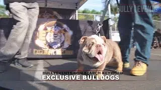 BULLY EVENTS: Exclusive Bulldogs - Winter Bully Show (12/18/16)