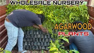 AGARWOOD PLANTS | AGARWOOD PLANTS FARMING IN INDIA | AGARWOOD PLANTS WHOLESALE NURSERY #agarwood