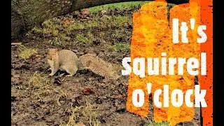 It's squirrel o'clock - Eastern gray squirrel (Sciurus carolinensis)
