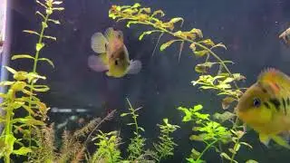 Cryptoheros nanoluteus starring to show some breeding colors!