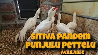sethuva kodi punju || peru Ganesh Anna Bird#kodipunju #murga #aseel #rooster #birds #shorts #reels