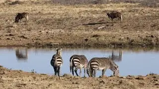 Cape Mountain Zebras At A Waterhole | Stock Footage - Videohive