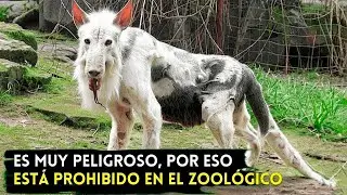 15 animales tan peligrosos que ning&uacute;n zool&oacute;gico se atreve a tener 😰