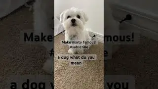 Dog gives HILARIOUS life advice!