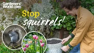 STOP SQUIRRELS EATING BULBS! How to squirrel-proof your spring bulbs