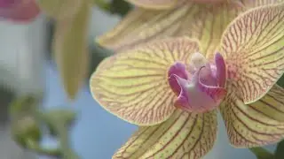 Denver Botanic Gardens closes to protect tropical exhibits amid cold snap