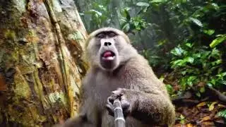 🐒Monkey with Selfie Stick जंगल में मिला फूडी ब्लॉगर! 🌿