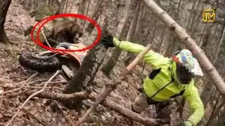 Подборка реальных нападений животных на людей | Шокирующие нападения чёрных медведей на человека,...