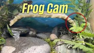 Frogcam 🐸 Aquatic Terrarium Ambience