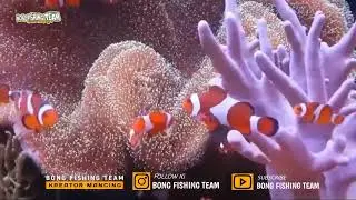 Mengenal Nemo, Ikan Lucu Hidup Diantara Anemon Laut