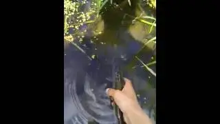 Lydeka i&scaron;keliauja namo / Pike goes back to water