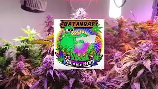 Monsterbud Philippines Family