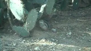 Cute Desert Chipmunk