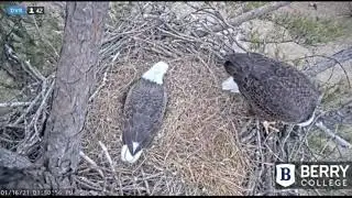 Berry College Eagles~Mystery Meat Gift & COG_1.16.21