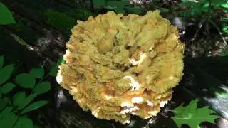Chicken of the Woods (Polyporaceae: Laetiporus sulphureus)