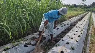Simple Tools This Man Uses to Dig Soil Efficiently &ndash; Smart Farming Hacks!   -Agriculture Farming