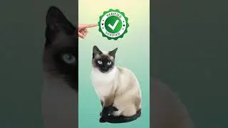 The Oldest Cat Ever (Guinness World Records) 😸
