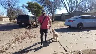 01 Duke the Goldendooldle begins his training