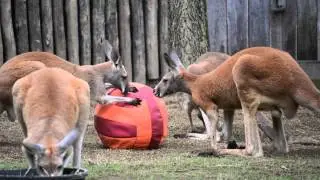 Nashville Zoo Enrichment Day 2014