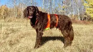 Deutsch Langhaar (German Longhair) - Pheasant Hunting