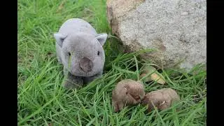 Animals in Wiradjuri