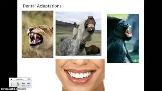 Animal Form & Function Video 2