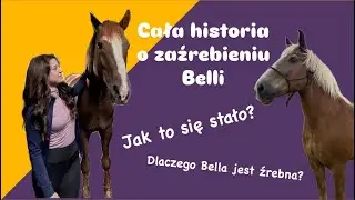 Bella jest źrebna 🐴