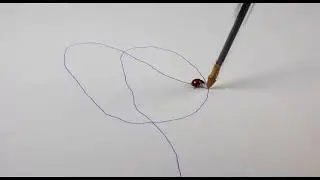Ladybugs following a drawn line