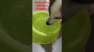 scuba diving training for dog!!!
