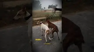 Saluki vs. Greyhound &ndash; Speed, Grace & Power! 🏆🐕💨 #Saluki #Greyhound #FastDog #HoundBreed