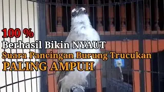 trucukan gacor TARUNG ROPEL PANJANG pancingan trucukan agar bunyi jadikan burung trucuk gacor NYAUT