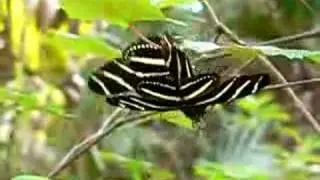 Zebra Longwings