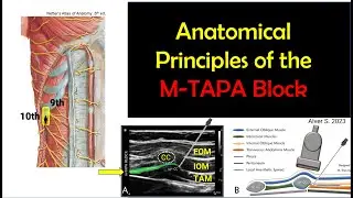 M-TAPA Block: Anatomical Principles [2023]
