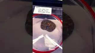 🐍 💎 💰 Bothrops Atrox Pit Vipers!