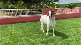 Bode Boer &agrave; venda