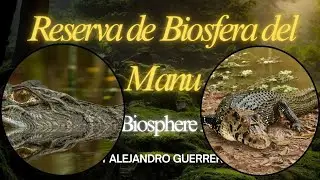 Caiman negro (Melanosuchus niger)de la Reserva de Biosfera Manu part 11