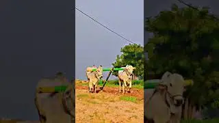 K L R bulls