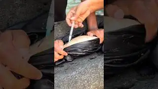American Crap Fish Injection  #Shorts